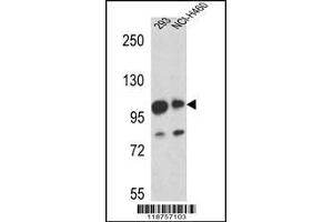 Western blot analysis in 293,NCI-H460 cell line lysates (35ug/lane). (MAML1 anticorps  (AA 198-225))