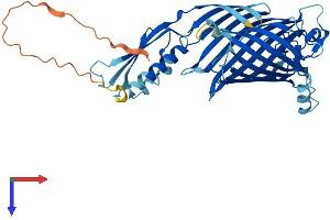 AlphaFold protein structure predicition of Mouse Recombinant Samm50 Protein, UniprotID Q8BGH2