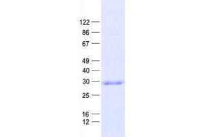 Validation with Western Blot