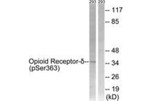 Western blot analysis of extracts from 293 cells treated with TSA 400nM 24h, using Opioid Receptor-delta (Phospho-Ser363) Antibody. (OPRD1 anticorps  (pSer363))