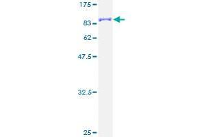 Image no. 2 for Calcium/calmodulin-Dependent Protein Kinase II gamma (CAMK2G) (AA 1-527) protein (GST tag) (ABIN1347937)