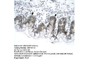 Human Stomach (IVNS1ABP anticorps  (N-Term))