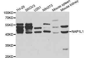 Western blot analysis of extracts of various cell lines, using NAP1L1 antibody (ABIN5971468) at 1:400 dilution.