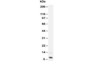 Western blot testing of IGF-1 antibody and recombinant human protein 2. (IGF1 anticorps  (Middle Region))