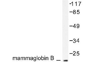 Image no. 1 for anti-Secretoglobin, Family 2A, Member 1 (SCGB2A1) antibody (ABIN265511) (SCGB2A1 anticorps)