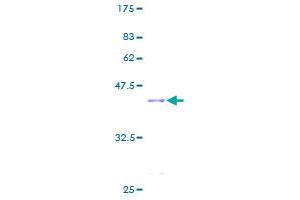 SDS-PAGE (SDS) image for C-Myc Binding Protein (MYCBP) (AA 1-103) protein (GST tag) (ABIN1311720)