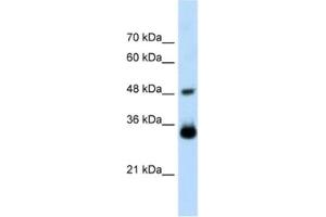 Western Blotting (WB) image for anti-Homeobox C9 (HOXC9) antibody (ABIN2461220) (HOXC9 anticorps)