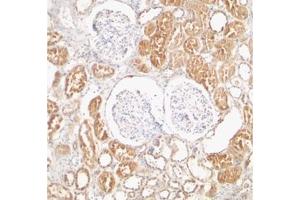 Immunohistochemical staining of Human kidney tissue using AP30993PU-N XIAP antibody at 2 μg/ml.