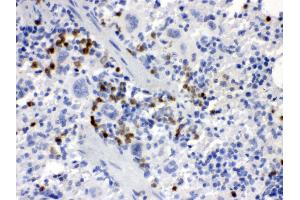 Anti- MCSF Picoband antibody, IHC(P) IHC(P): Mouse Spleen Tissue (M-CSF/CSF1 anticorps  (AA 33-262))