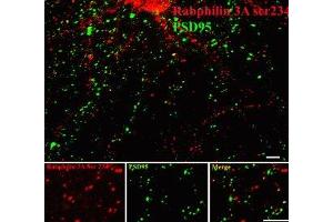 Immunostaining of 14 DIV rat cortical neurons showing rabphilin when phosphorylated at  Ser234 in red and PSD95 in green. (RPH3A anticorps  (pSer234))