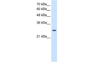 WB Suggested Anti-AK2 Antibody Titration:  2. (Adenylate Kinase 2 anticorps  (N-Term))