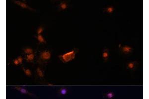 Immunofluorescence analysis of C6 cells using BRCA2 Polyclonal Antibody at dilution of 1:100. (BRCA2 anticorps)