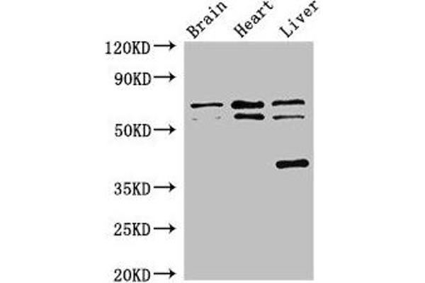 TRAF3IP3 anticorps  (AA 74-185)