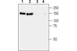 Western blot analysis of rat (lanes 1 and 3) and mouse (lanes 2 and 4) brain membranes: - 1,2. (Ret Proto-Oncogene anticorps  (Extracellular, N-Term))