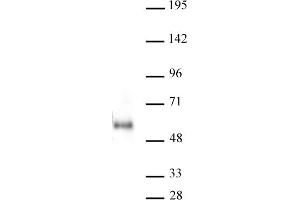 MAZ antibody (mAb) tested by Western Blot. (MAZ anticorps)