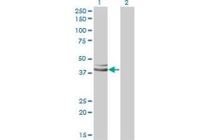 Western Blot analysis of XAB1 expression in transfected 293T cell line by XAB1 monoclonal antibody (M01), clone 3E1.