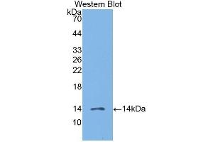Western Blotting (WB) image for anti-Chemokine (C-C Motif) Ligand 19 (CCL19) (AA 22-98) antibody (ABIN1172273) (CCL19 anticorps  (AA 22-98))
