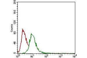 Flow cytometric analysis of Hela cells using GSC mouse mAb (green) and negative control (red).