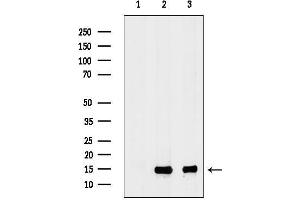anti-Ribosomal Protein L34 (RPL34) antibody