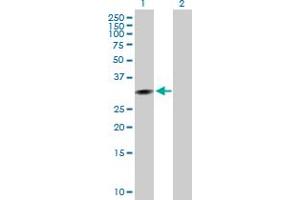 Western Blot analysis of CCNG1 expression in transfected 293T cell line by CCNG1 MaxPab polyclonal antibody. (Cyclin G1 anticorps  (AA 1-295))
