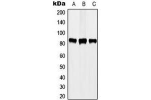 Western blot analysis of STAT3 (pY705) expression in A431 EGF-treated (A), MCF7 (B), HeLa (C) whole cell lysates. (STAT3 anticorps  (C-Term, pTyr705))
