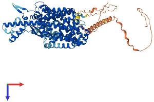 AlphaFold protein structure predicition of Mouse Recombinant Slc6a17 Protein, UniprotID Q8BJI1