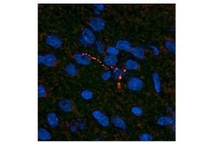 Leptin antibody used at a concentration of 10 ug/ml to detect neuronal processes in the hypothalamus of rodent brain (red). (Leptin anticorps  (Middle Region))