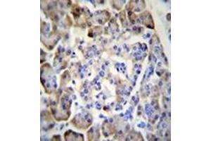 Immunohistochemistry analysis in formalin fixed and paraffin embedded human pancreas tissue reacted with Midkine Antibody (C-term) followed which was peroxidase conjugated to the secondary antibody and followed by DAB staining. (Midkine anticorps  (C-Term))