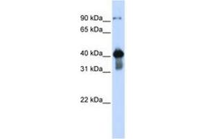 Image no. 1 for anti-Upstream Transcription Factor 2, C-Fos Interacting (USF2) (AA 108-157) antibody (ABIN6744241) (USF2 anticorps  (AA 108-157))