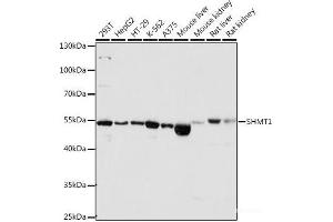 Western blot analysis of extracts of various cell lines using SHMT1 Polyclonal Antibody at dilution of 1:1000. (SHMT1 anticorps)