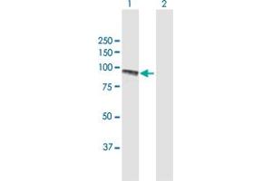 Western Blot analysis of PLOD2 expression in transfected 293T cell line by PLOD2 MaxPab polyclonal antibody. (PLOD2 anticorps  (AA 1-758))