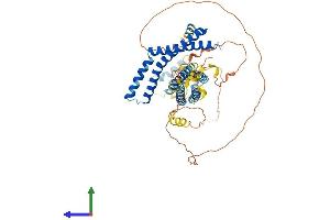 AlphaFold protein structure predicition of Human Recombinant OCLN Protein, UniprotID Q16625