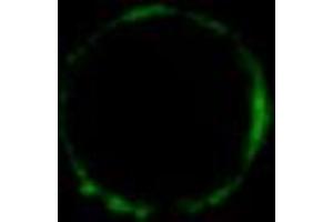 Immunofluorescence staining of HLA-G1 transfectants (LCL-HLA-G1) using HLA-G monoclonal antibody, clone MEM-G/9  Alexa Fluor® 488 Fab-fragment. (HLAG anticorps)