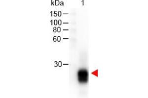 Image no. 1 for Goat anti-Rabbit IgG (F(ab')2 Region) antibody (HRP) (ABIN301437) (Chèvre anti-Lapin IgG (F(ab')2 Region) Anticorps (HRP))