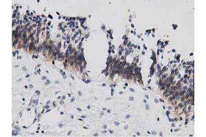 Image no. 3 for anti-DnaJ (Hsp40) Homolog, Subfamily A, Member 2 (DNAJA2) antibody (ABIN1497862)