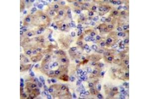 Immunohistochemistry analysis in human pancreas tissue (Formalin-fixed, Paraffin-embedded) using SPRED3 Antibody (N-term), followed by peroxidase conjugation of the secondary antibody and DAB staining. (SPRED3 anticorps  (N-Term))