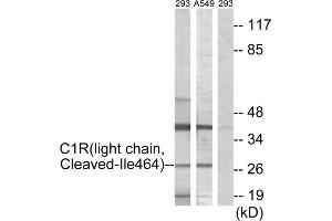 Western blot analysis of extracts from 293 cells treated with etoposide (25uM, 1hour) and A549 cells treated with etoposide (25uM, 24hours), using C1R (light chain, Cleaved-Ile464) antibody. (C1R anticorps  (Cleaved-Ile464))