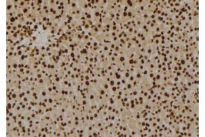 ABIN6258929 and ABIN6276023 at 1/100 staining Mouse liver tissue by IHC-P. (GPR180 anticorps  (Internal Region))