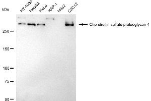 Western blotting analysis using Chondroitin sulfate proteoglycan 4 antibody (ABIN7799361).