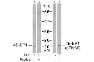 Image no. 2 for anti-Eukaryotic Translation Initiation Factor 4E Binding Protein 1 (EIF4EBP1) (Thr36) antibody (ABIN197450) (eIF4EBP1 anticorps  (Thr36))