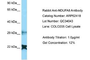 Western Blotting (WB) image for anti-NADH Dehydrogenase (Ubiquinone) 1 alpha Subcomplex, 8, 19kDa (NDUFA8) (N-Term) antibody (ABIN2789137) (NDUFA8 anticorps  (N-Term))