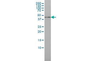 ISGF3G monoclonal antibody (M02), clone 1D11 Western Blot analysis of ISGF3G expression in MCF-7 . (IRF9 anticorps  (AA 1-393))