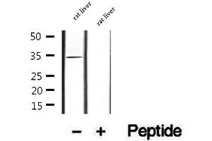 Western blot analysis of extracts of rat liver tissue, using COLEC11 antibody.