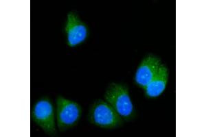 IF analysis of SRP54 using anti-SRP54 antibody (ABIN7600501).