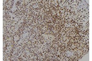 ABIN6277250 at 1/100 staining Rat spleen tissue by IHC-P.