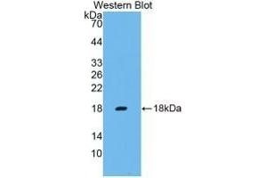 Detection of Recombinant IFNg, Cavia using Monoclonal Antibody to Interferon Gamma (IFNg)