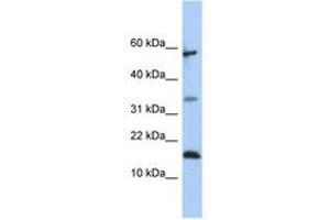 Image no. 1 for anti-Lipocalin 6 (LCN6) (C-Term) antibody (ABIN6741097) (LCN6 anticorps  (C-Term))