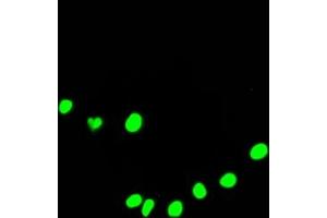 Immunofluorescence staining of HepG2 Cells with ABIN7127450 at 1:50, counter-stained with DAPI.