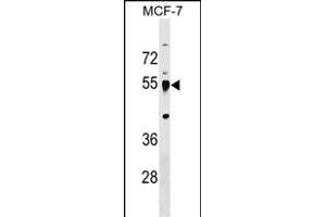 LRRC42 Antibody (Center) (ABIN1538416 and ABIN2849496) western blot analysis in MCF-7 cell line lysates (35 μg/lane). (LRRC42 anticorps  (AA 44-71))