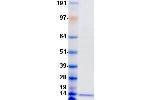 Validation with Western Blot